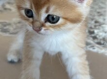 Şinşilla pişiyi balası