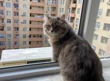 Pişik cütləşdirmək üçün