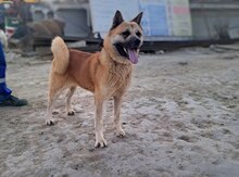 Akita-inu