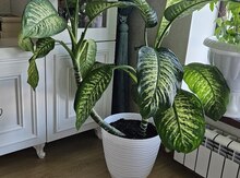Difenbaxiya