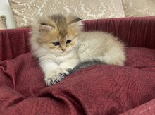 Qızılı şinşilla pişik balası
