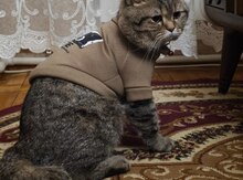 Pişik etibarlı əllərə verilir