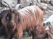 Halep keçisi