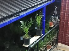 Güllər və ağaclar