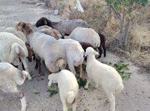 Qoyun və quzular
