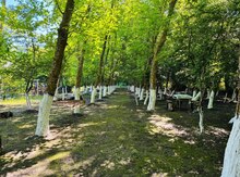 Bağ evi kirayə verilir, Nabran qəs.