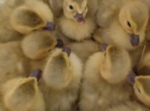Lavanda ördək balaları