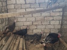 Hinduşka