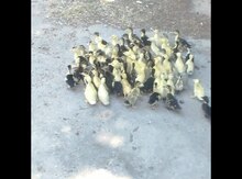Ördək balaları