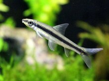SAE (Siamese Algae Eater)