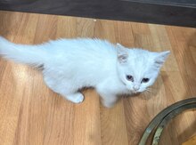 Şotland pişiyi balası