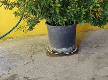 Güllər