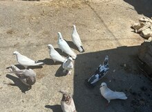 Göyərçinlər