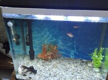 Akvarium