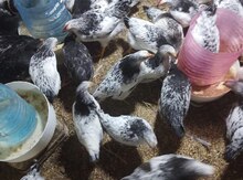 Kənd çolpaları