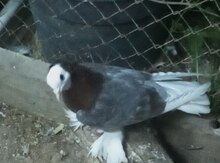 Göyərçin