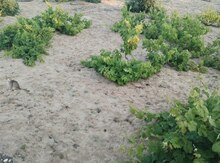 12 sot torpaq sahəsi, Azərbaycan Qadını küç. 102 B