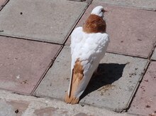 Göyərçinlər