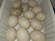 Lal ördək yumurtası