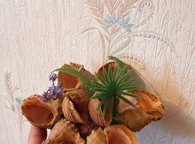 Balıq qulağı külqabı