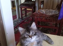 Pişik balaları etibarlı əllərə verilir