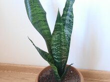 Sansevieria gülü