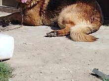 Alman ovçarkası