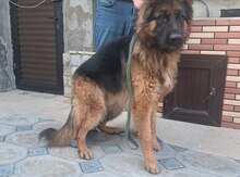 Alman ovçarkası