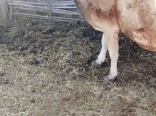 Balalı inək