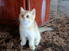 Qızılı şinşilla 