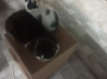 Ev pişiyi etibarlı əllərə verilir