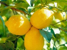 Limon ağacları