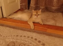 Qızılı şinşilla pişiyi
