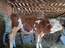 Simmental düyə