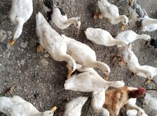 Pekin ördək balası