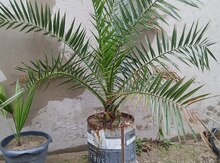 Palma ağacı