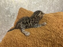 Benqal pişik balaları