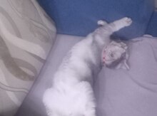 Şinşilla pişiyi