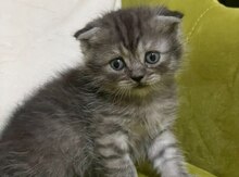 Pişik balası