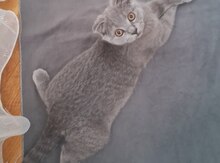 Британские кошки 