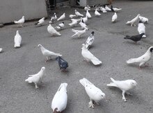 Göyərçinlər