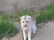 Ev pişiyi