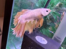 Betta balığı