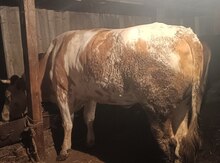 Simmental inək