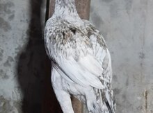 Heyratı