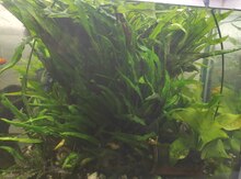 Akvarium otu