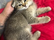 Scottish Fold balası