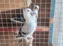 Göyərçinlər