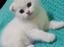 Şotland pişik balası