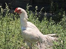 Heyratı 